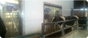 Dairy Curtains by Kingman Industries